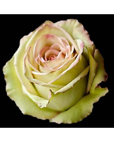 Троянда флорібунда Грін Фешн | Rose floribunda Green Fashion | Роза флорибунда Грин Фешн