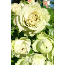 Троянда флорібунда Лавлі Грін | Rose floribunda Lovely Green | Роза флорибунда Лавли Грин