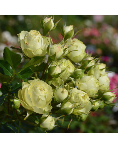 Троянда флорібунда Лавлі Грін | Rose floribunda Lovely Green | Роза флорибунда Лавли Грин
