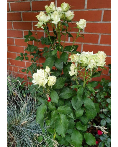 Троянда флорібунда Лавлі Грін | Rose floribunda Lovely Green | Роза флорибунда Лавли Грин