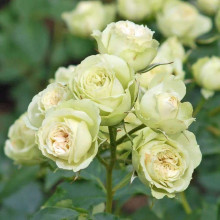 Троянда флорібунда Лавлі Грін | Rose floribunda Lovely Green | Роза флорибунда Лавли Грин
