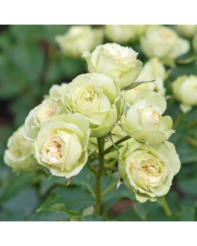 Троянда флорібунда Лавлі Грін | Rose floribunda Lovely Green | Роза флорибунда Лавли Грин