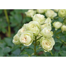 Троянда флорібунда Лавлі Грін | Rose floribunda Lovely Green | Роза флорибунда Лавли Грин