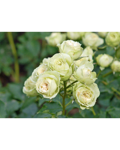 Троянда флорібунда Лавлі Грін | Rose floribunda Lovely Green | Роза флорибунда Лавли Грин