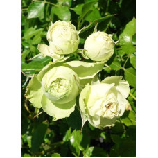 Троянда флорібунда Лавлі Грін | Rose floribunda Lovely Green | Роза флорибунда Лавли Грин