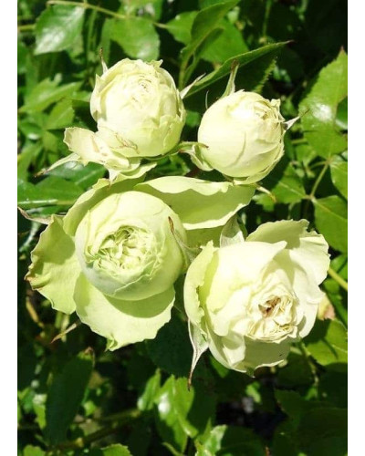 Троянда флорібунда Лавлі Грін | Rose floribunda Lovely Green | Роза флорибунда Лавли Грин