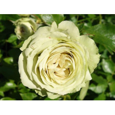 Троянда флорібунда Лавлі Грін | Rose floribunda Lovely Green | Роза флорибунда Лавли Грин