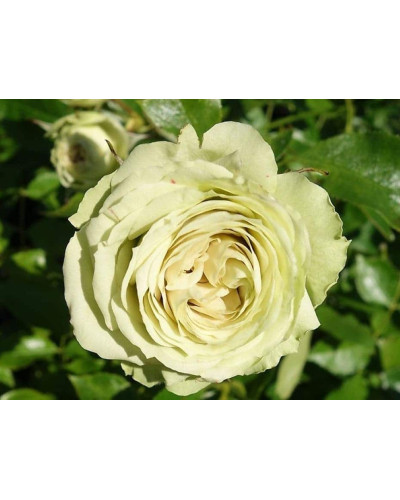 Троянда флорібунда Лавлі Грін | Rose floribunda Lovely Green | Роза флорибунда Лавли Грин
