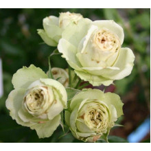 Троянда флорібунда Лавлі Грін | Rose floribunda Lovely Green | Роза флорибунда Лавли Грин