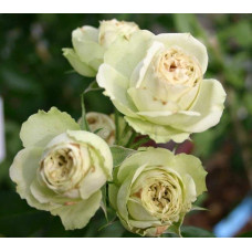 Троянда флорібунда Лавлі Грін | Rose floribunda Lovely Green | Роза флорибунда Лавли Грин