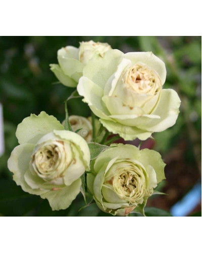 Троянда флорібунда Лавлі Грін | Rose floribunda Lovely Green | Роза флорибунда Лавли Грин