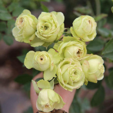 Троянда флорібунда Лавлі Грін | Rose floribunda Lovely Green | Роза флорибунда Лавли Грин