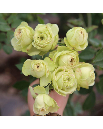 Троянда флорібунда Лавлі Грін | Rose floribunda Lovely Green | Роза флорибунда Лавли Грин