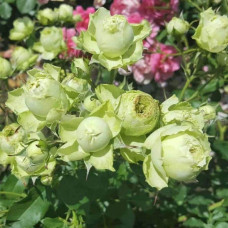 Троянда флорібунда Лавлі Грін | Rose floribunda Lovely Green | Роза флорибунда Лавли Грин
