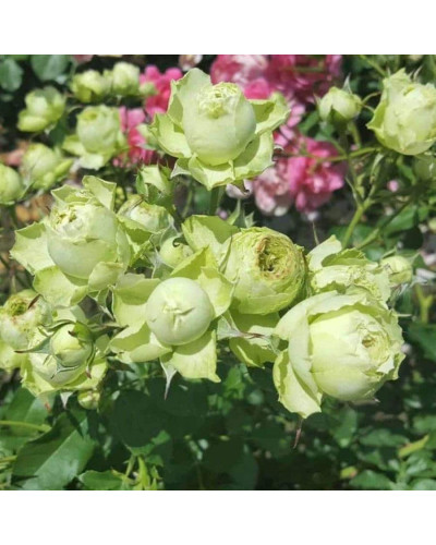 Троянда флорібунда Лавлі Грін | Rose floribunda Lovely Green | Роза флорибунда Лавли Грин