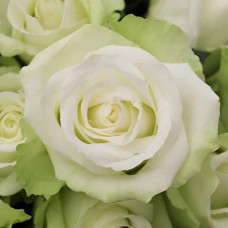 Троянда флорібунда Лавлі Грін | Rose floribunda Lovely Green | Роза флорибунда Лавли Грин