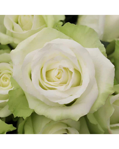 Троянда флорібунда Лавлі Грін | Rose floribunda Lovely Green | Роза флорибунда Лавли Грин