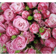 Троянда флорібунда Леді Бомбастік | Rose floribunda Lady Bombastic | Роза флорибунда Леди Бомбастик