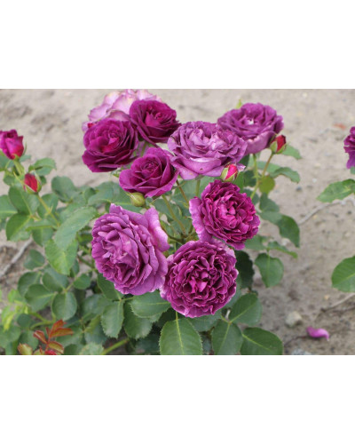 Троянда флорібунда Мінерва | Rose floribunda Minerva | Роза флорибунда Минерва