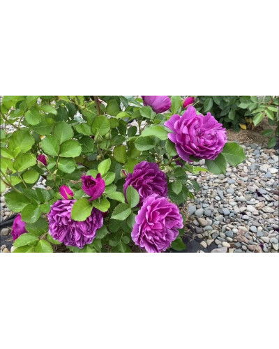 Троянда флорібунда Мінерва | Rose floribunda Minerva | Роза флорибунда Минерва