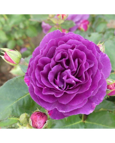 Троянда флорібунда Мінерва | Rose floribunda Minerva | Роза флорибунда Минерва