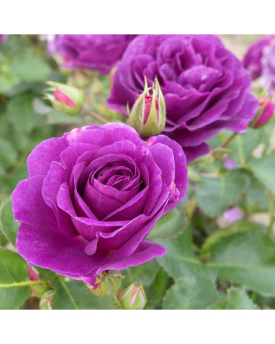 Троянда флорібунда Мінерва | Rose floribunda Minerva | Роза флорибунда Минерва