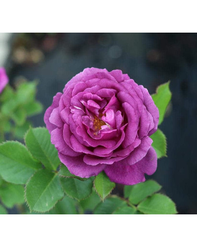 Троянда флорібунда Мінерва | Rose floribunda Minerva | Роза флорибунда Минерва