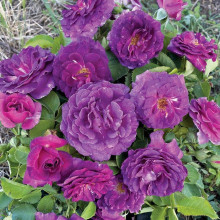 Троянда флорібунда Мінерва | Rose floribunda Minerva | Роза флорибунда Минерва