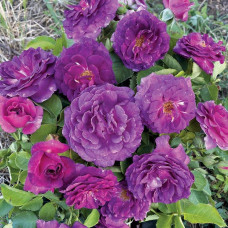 Троянда флорібунда Мінерва | Rose floribunda Minerva | Роза флорибунда Минерва