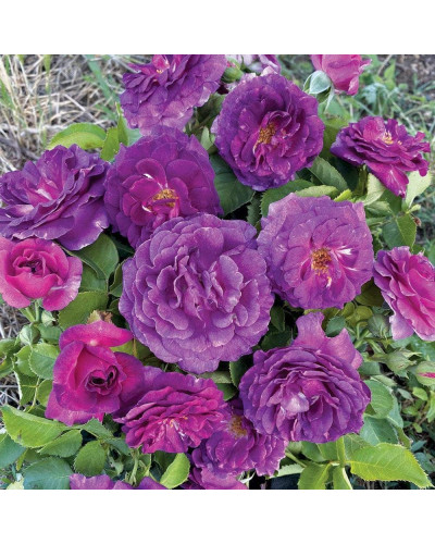 Троянда флорібунда Мінерва | Rose floribunda Minerva | Роза флорибунда Минерва