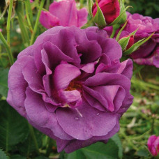 Троянда флорібунда Мінерва | Rose floribunda Minerva | Роза флорибунда Минерва