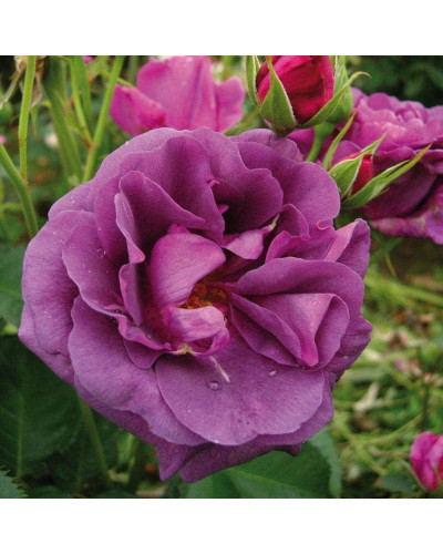 Троянда флорібунда Мінерва | Rose floribunda Minerva | Роза флорибунда Минерва