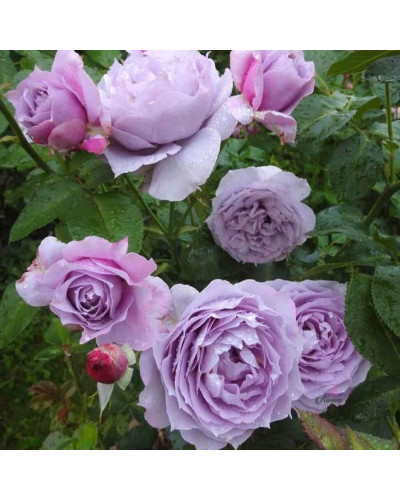 Троянда флорібунда Новаліс | Rose floribunda Novalis | Роза флорибунда Новалис