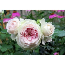 Троянда флорібунда Помпон Фловер Циркус ШТАМБ | Rose floribunda Pompon Flower Circus  SHAMB | Роза флорибунда Помпон Фловер Циркус ШТАМБ