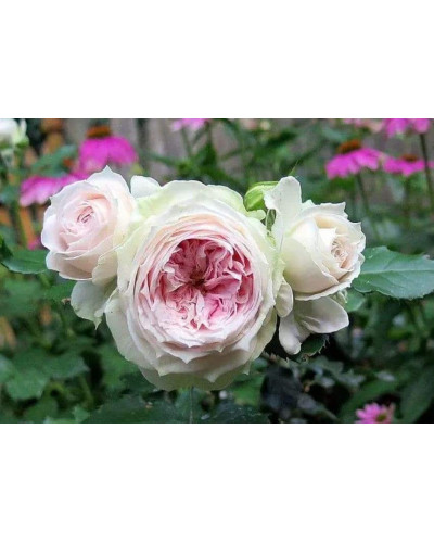 Троянда флорібунда Помпон Фловер Циркус ШТАМБ | Rose floribunda Pompon Flower Circus SHAMB | Роза флорибунда Помпон Фловер Циркус ШТАМБ