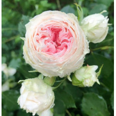 Троянда флорібунда Помпон Фловер Циркус ШТАМБ | Rose floribunda Pompon Flower Circus  SHAMB | Роза флорибунда Помпон Фловер Циркус ШТАМБ