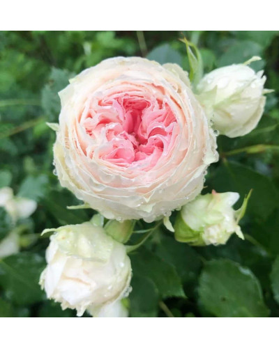Троянда флорібунда Помпон Фловер Циркус ШТАМБ | Rose floribunda Pompon Flower Circus SHAMB | Роза флорибунда Помпон Фловер Циркус ШТАМБ