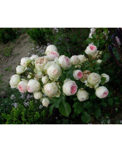 Троянда флорібунда Помпон Фловер Циркус ШТАМБ | Rose floribunda Pompon Flower Circus SHAMB | Роза флорибунда Помпон Фловер Циркус ШТАМБ