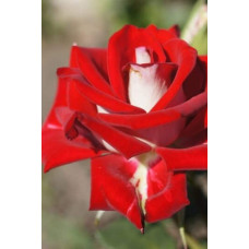 Троянда чайно-гібридна Альянс | Роза чайно-гибридная Альянс | Rose Hybrid Tea and Climbing Alliance