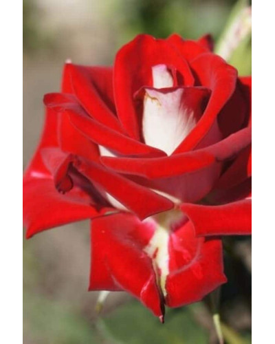 Троянда чайно-гібридна Альянс | Роза чайно-гибридная Альянс | Rose Hybrid Tea and Climbing Alliance
