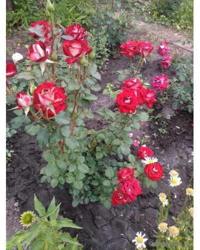 Троянда чайно-гібридна Альянс | Роза чайно-гибридная Альянс | Rose Hybrid Tea and Climbing Alliance