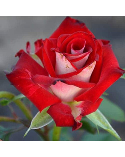 Троянда чайно-гібридна Альянс | Роза чайно-гибридная Альянс | Rose Hybrid Tea and Climbing Alliance