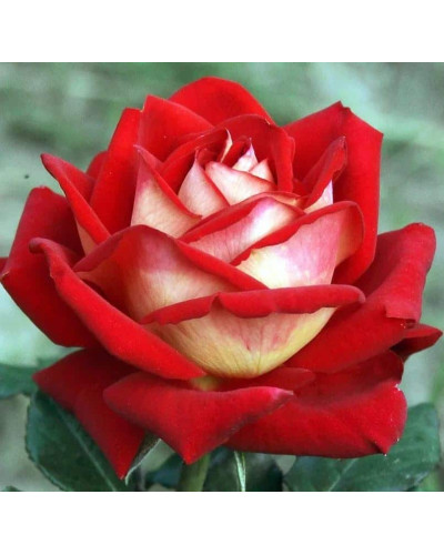 Троянда чайно-гібридна Альянс | Роза чайно-гибридная Альянс | Rose Hybrid Tea and Climbing Alliance