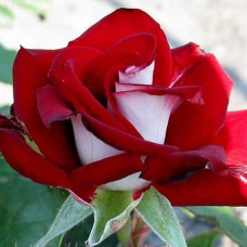 Троянда чайно-гібридна Альянс | Роза чайно-гибридная Альянс | Rose Hybrid Tea and Climbing Alliance