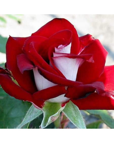 Троянда чайно-гібридна Альянс | Роза чайно-гибридная Альянс | Rose Hybrid Tea and Climbing Alliance