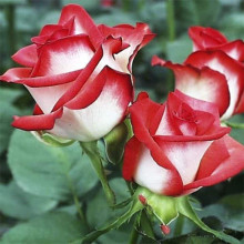 Троянда чайно-гібридна Альянс | Роза чайно-гибридная Альянс | Rose Hybrid Tea and Climbing Alliance