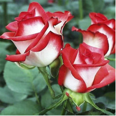 Троянда чайно-гібридна Альянс | Роза чайно-гибридная Альянс | Rose Hybrid Tea and Climbing Alliance