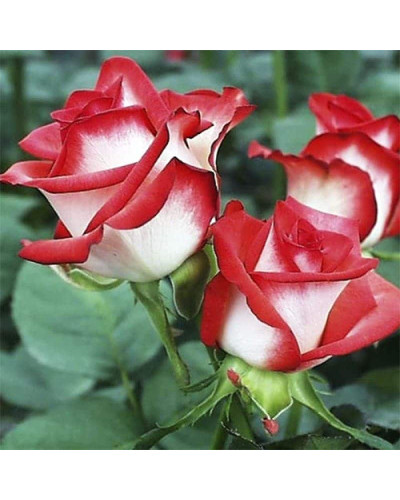 Троянда чайно-гібридна Альянс | Роза чайно-гибридная Альянс | Rose Hybrid Tea and Climbing Alliance