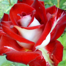 Троянда чайно-гібридна Альянс | Роза чайно-гибридная Альянс | Rose Hybrid Tea and Climbing Alliance