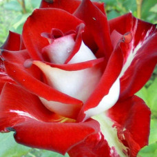 Троянда чайно-гібридна Альянс | Роза чайно-гибридная Альянс | Rose Hybrid Tea and Climbing Alliance